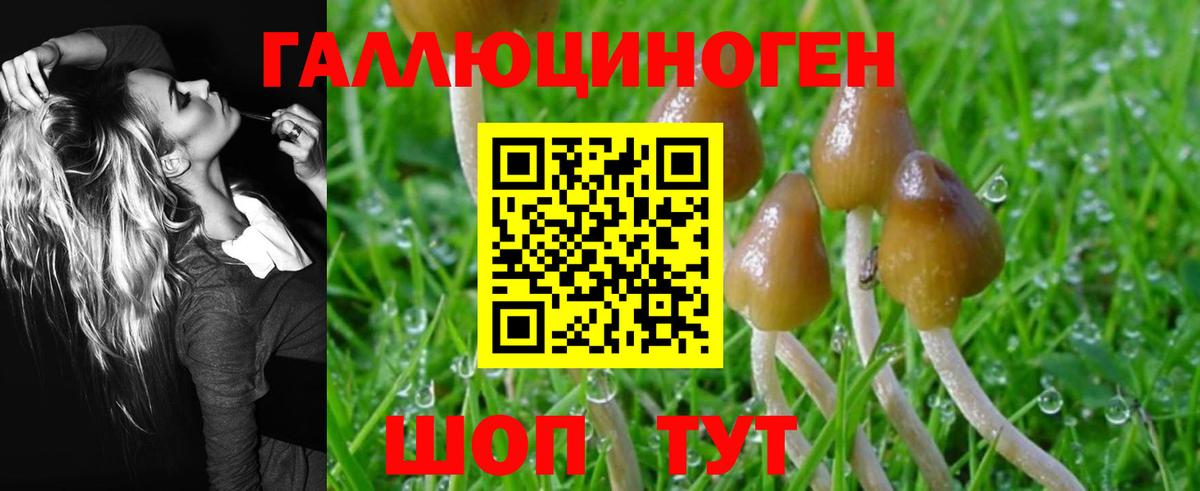 Галлюциногенные грибы Psilocybe Южно-Сахалинск